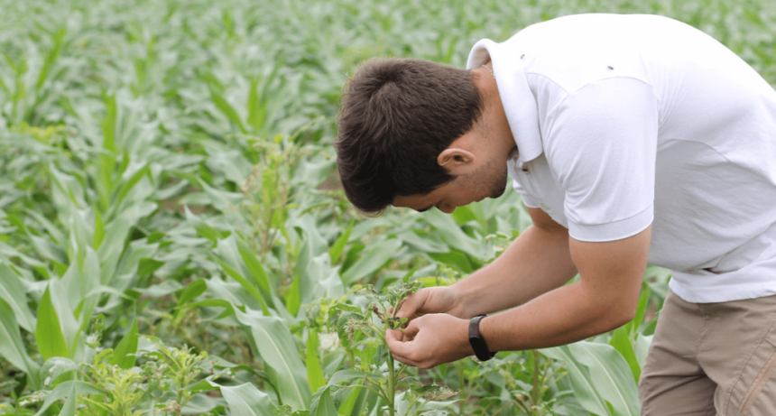 Informe especial: la escasez de agrónomos, otra “brecha” que necesita abordar el agro para crecer