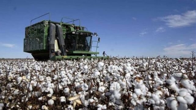 El algodón vuelve a resurgir en el norte santafesino