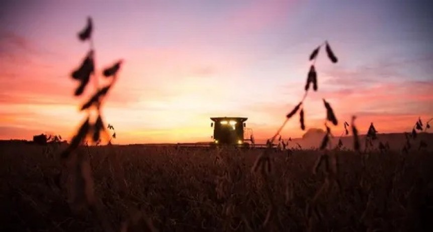 El clima seco en Argentina y la cosecha récord en Brasil influencian el mercado de granos: cuánto se pagó por la soja en Rosario