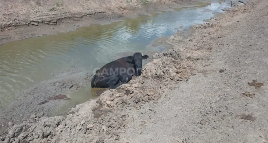 Productores piden la ayuda del Ejército 
