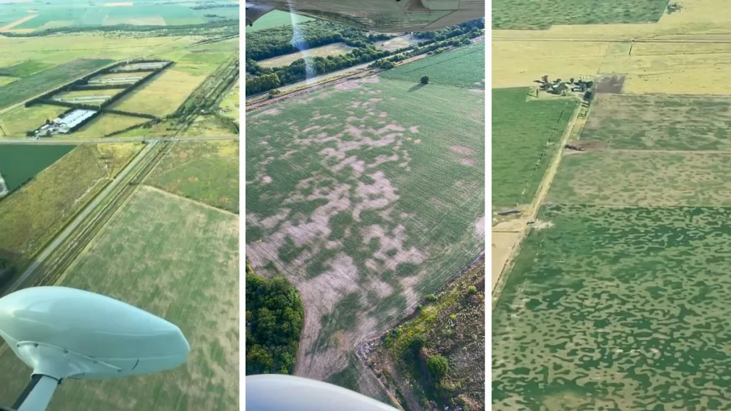 La realidad del agro en el sur de Santa Fe por la falta de lluvias: 