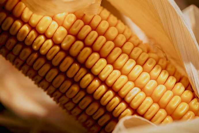 Chicharrita del maíz: presencia en aumento, pero con margen para decidir