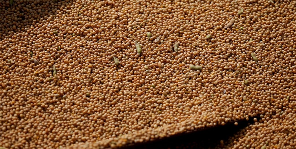 Con rindes ajustados por la sequía, la soja apunta a 48 Mt en la primera estimación de febrero