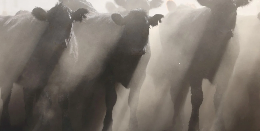 Histórico para la ganadería argentina: en el remate de Rosgan se pagó cuatro dólares el ternero