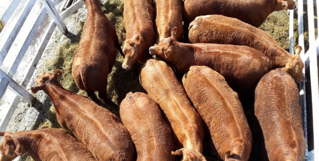 La hacienda arrancó 2026 con una leve baja, pero se mantiene en niveles récord