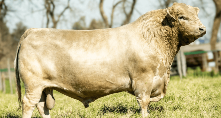 &ldquo;Un orgullo para toda la ganader&iacute;a&rdquo;: desde el sudoeste bonaerense sali&oacute; otro toro campe&oacute;n del mundo