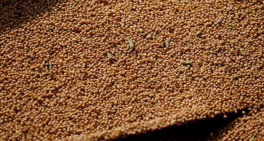 Con rindes ajustados por la sequ&iacute;a, la soja apunta a 48 Mt en la primera estimaci&oacute;n de febrero