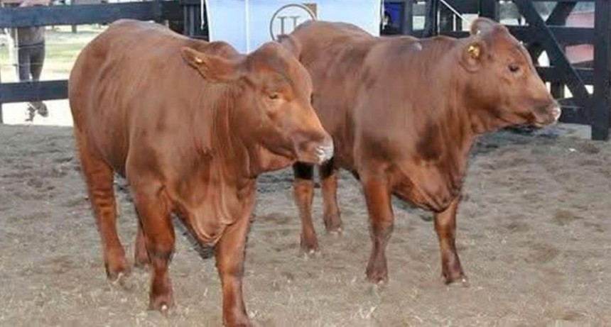 Cuatreros robaron terneros de raza Brangus en Añatuya