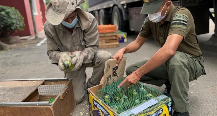 Inédito operativo en Santa Fe permitió recuperar más de 500 animales silvestres