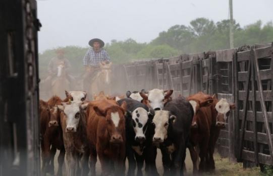 Asignaron un subsidio para productores bovinos: de cuánto es y quiénes pueden acceder