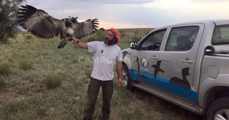 Buscan un GPS imprescindible para evitar la extinción del Águila Coronada 