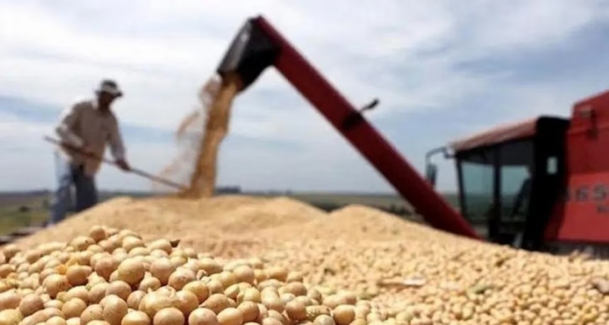 La soja entra en un mercado bajista, con la industria aceitera en m&aacute;rgenes negativos