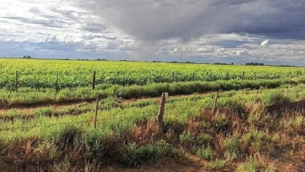 Las lluvias ayudan al campo que sigue pidiendo el fin de las retenciones