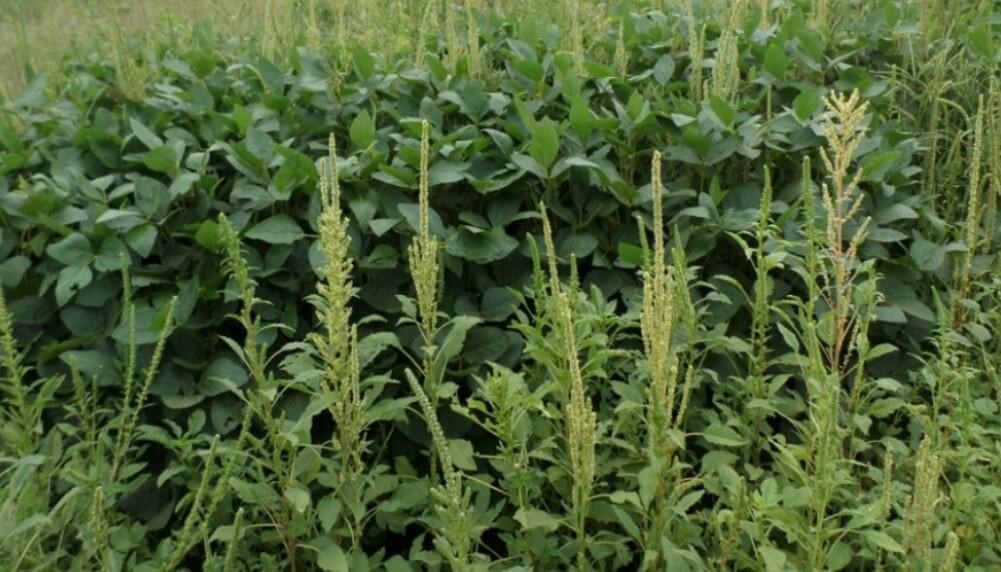 Contra las malezas, anticiparse y planificar desde el minuto cero: &ldquo;No hay que apagar incendios&rdquo;