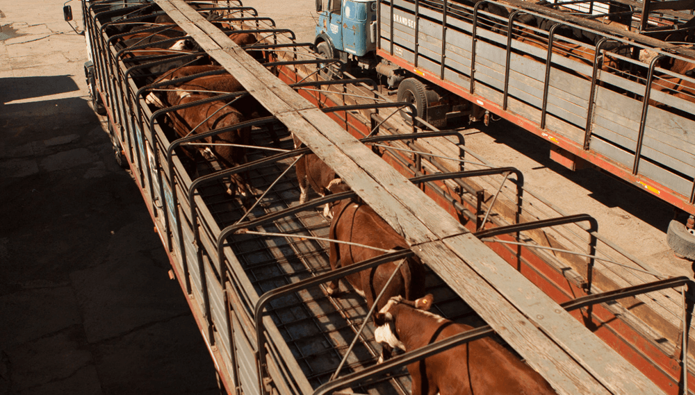 Con el aval del campo, en C&oacute;rdoba impulsan un proyecto de ley para eliminar las gu&iacute;as de hacienda