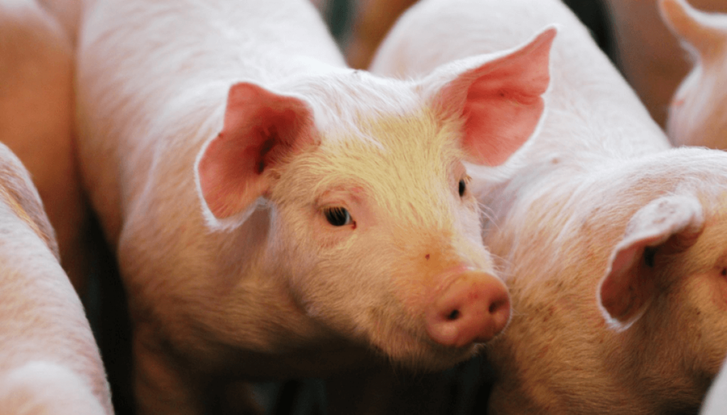 En la cadena porcina crecen las alertas por la baja rentabilidad y las importaciones: &ldquo;Estamos muy justos&rdquo;
