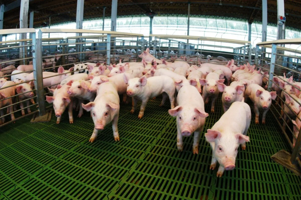 El sector porcino creci&oacute; en enero: la producci&oacute;n y las exportaciones escalan mientras caen las importaciones