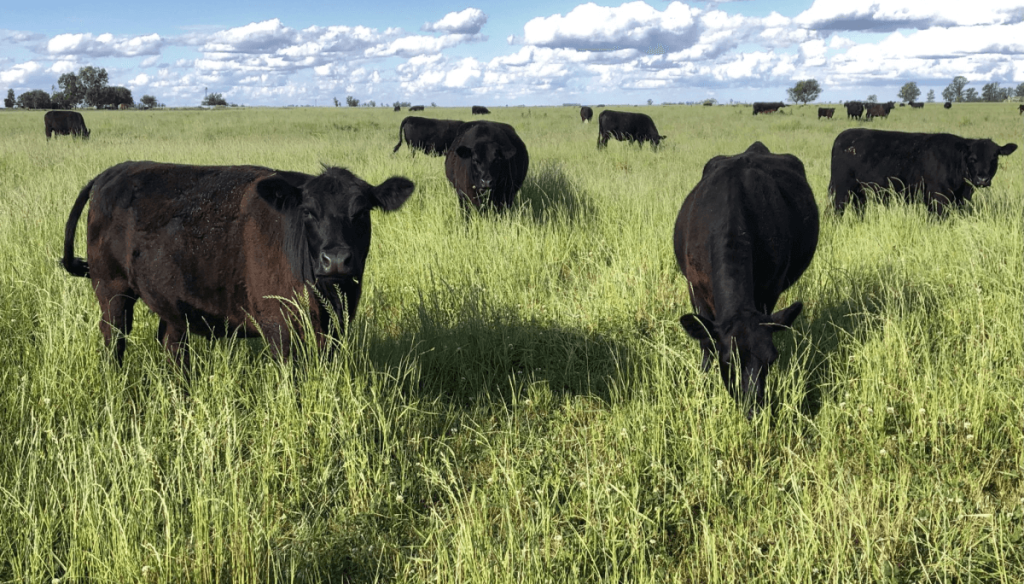 La ganader&iacute;a, ante un momento so&ntilde;ado: con mayor apertura comercial, vuelve a atraer capital productivo