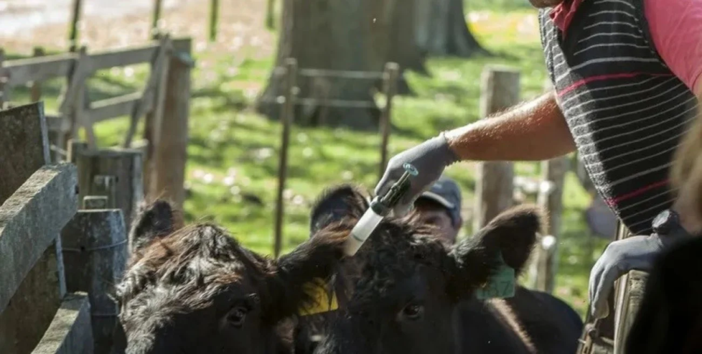 M&aacute;s competencia en sanidad animal: la nueva vacuna antiaftosa abre el mercado y promete bajar costos para la ganader&iacute;a