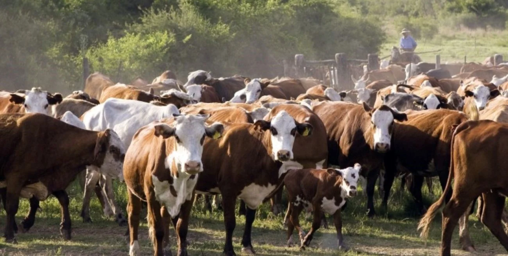 Con hacienda de 11 provincias, Rosgan realizar&aacute; su tradicional remate en Expoagro
