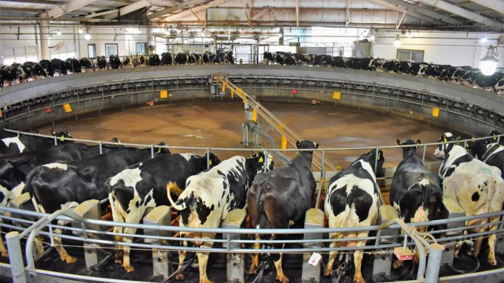 La lecher&iacute;a argentina frente a un cambio de &eacute;poca: por qu&eacute; producir m&aacute;s ya no alcanza