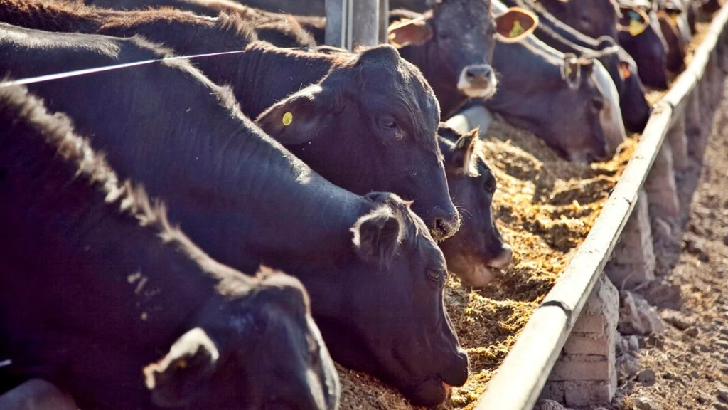 Buscan reducir el metano de las vacas con un aditivo que tambi&eacute;n mejora la conversi&oacute;n alimenticia