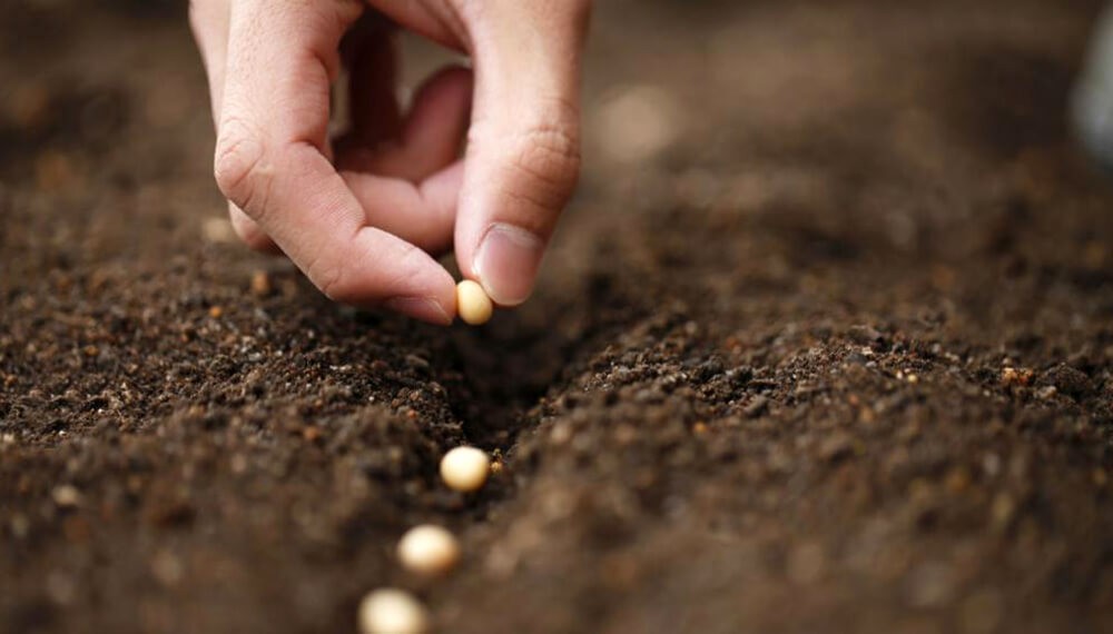 &ldquo;El modelo funciona&rdquo;: los semilleros defienden Sembr&aacute; Evoluci&oacute;n por su peso en soja y le ponen fichas al trigo