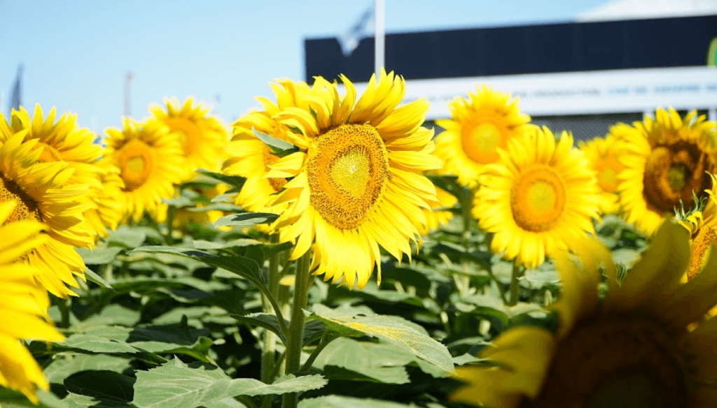 El brillante potencial del girasol: el r&eacute;cord exportador podr&iacute;a traer divisas por U$S 3.200 millones