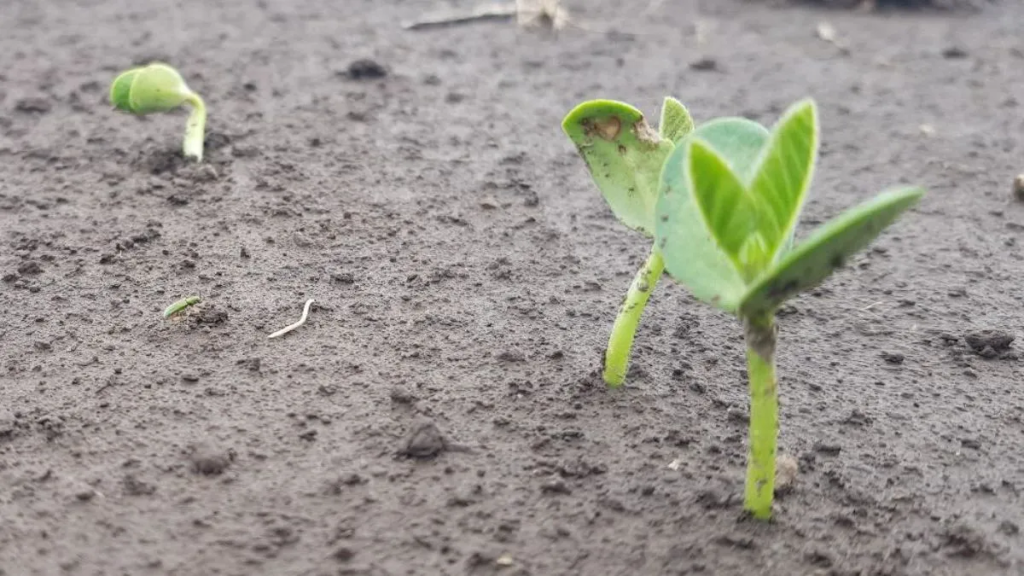 Expoagro 2026: anunciaron que Rosario ser&aacute; sede del "Mundial de la Soja" en 2027