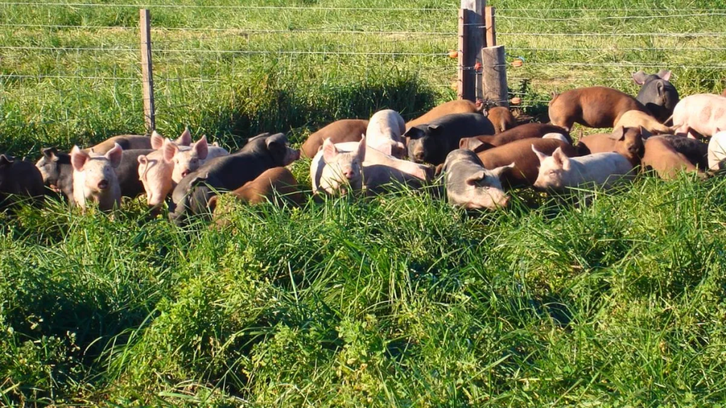 Cerdo a pasto: una producci&oacute;n que vuelve para crear valor
