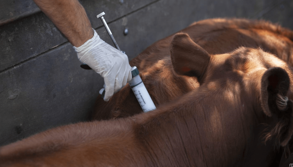 Fiebre aftosa: Carbap critica la desregulaci&oacute;n de la vacunaci&oacute;n y pide mantener el sistema de entes y fundaciones