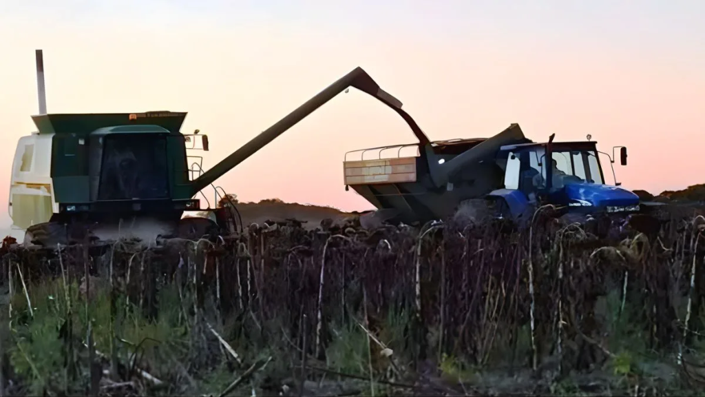 Girasol: r&eacute;cord hist&oacute;rico de producci&oacute;n en el centro-norte santafesino
