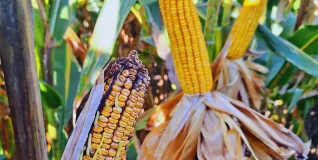 El ma&iacute;z atraviesa la campa&ntilde;a sin riesgo por chicharrita, pese al aumento de la plaga