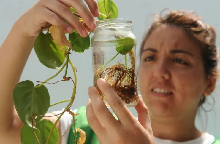 Dengue: se confirm&oacute; la presencia del vector en 44 barrios de la ciudad de Santa Fe