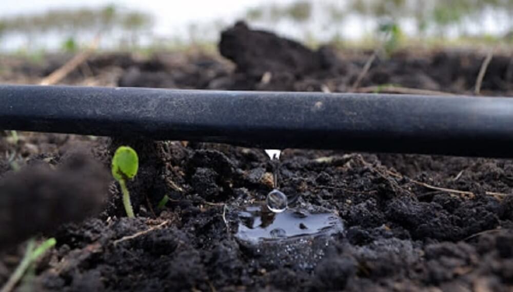 D&iacute;a Mundial del Agua: pautas y estrategias para garantizar su uso agr&iacute;cola eficiente y sustentable