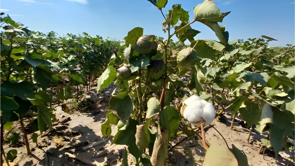 Centro norte de Santa Fe: quinta semana con lluvias y el algod&oacute;n en alerta por picudo