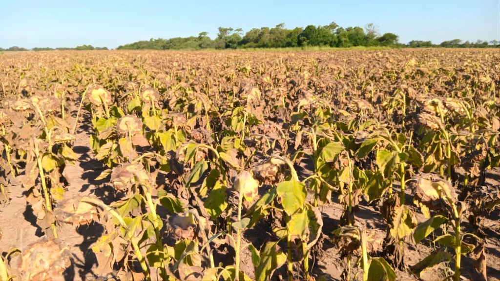 Boom del agro: el girasol empuja la actividad a niveles r&eacute;cord