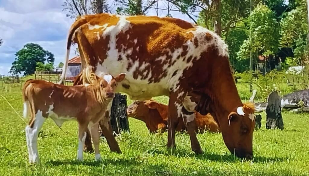 Una soluci&oacute;n &ldquo;natural&rdquo; contra la garrapata: detectan que los bovinos criollos tienen alta resistencia al par&aacute;sito