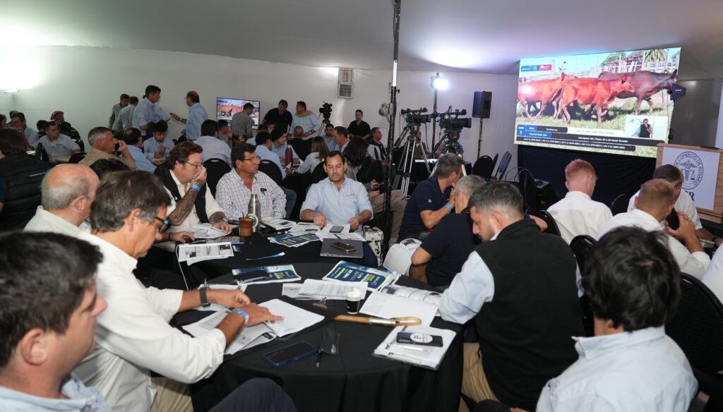 La zafra de terneros, otra muestra del momento hist&oacute;rico de la ganader&iacute;a: r&eacute;cord de cabezas vendidas