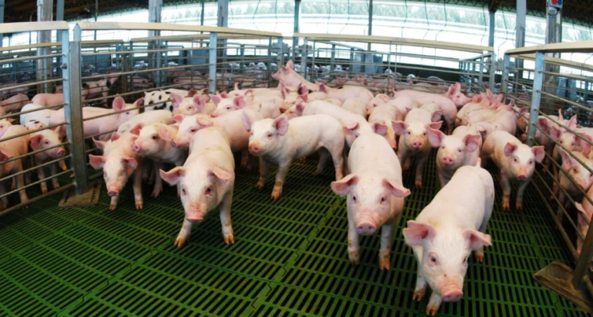 El sector porcino creci&oacute; en enero: la producci&oacute;n y las exportaciones escalan mientras caen las importaciones