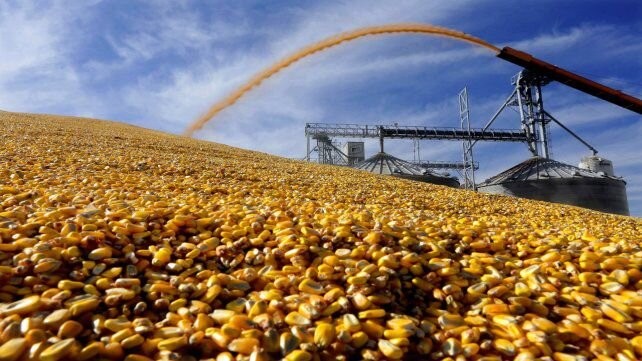 Los precios del maíz y la soja otra vez subieron en el mercado de Chicago