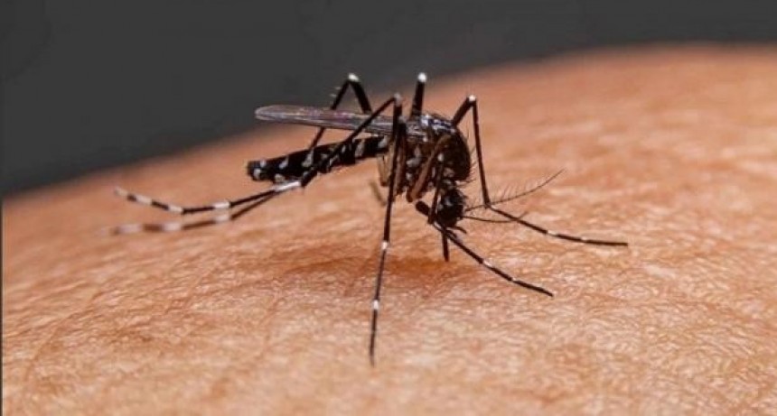 Dengue: señalan que, a diferencia de años anteriores, 