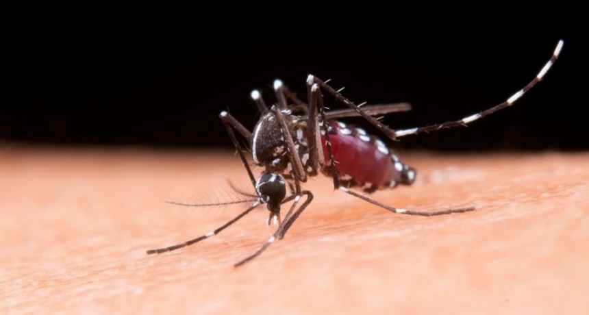 Primera muerte por dengue en la ciudad de Santa Fe