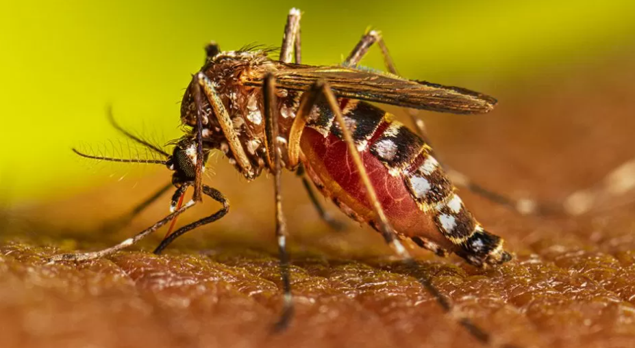 Dengue: Descendieron los casos pero se registraron 10 muertos esta semana en la provincia