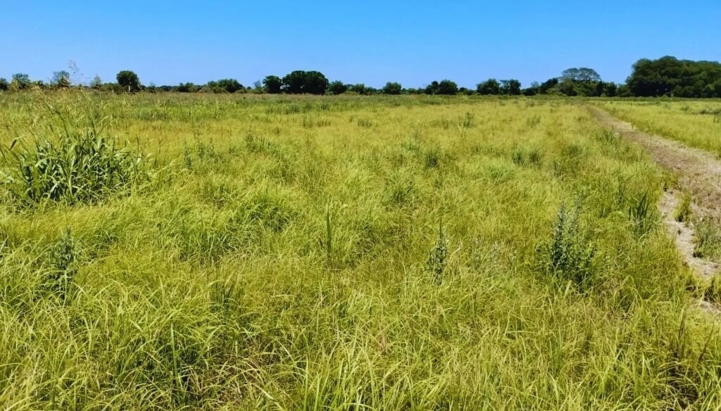 Confección de forrajes: pautas para “pasar el invierno” en las zonas donde el verano dejó sequía