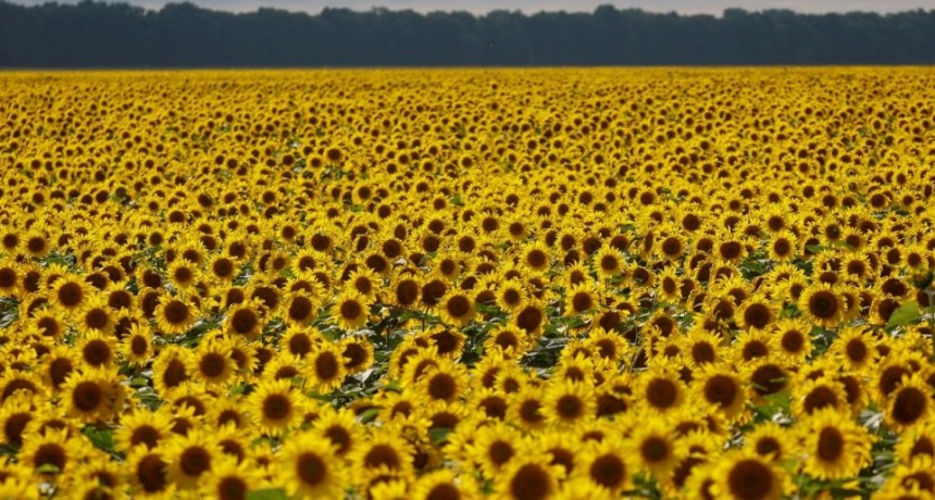 La proyección de producción de girasol marca un nuevo récord: 4,7 millones de toneladas