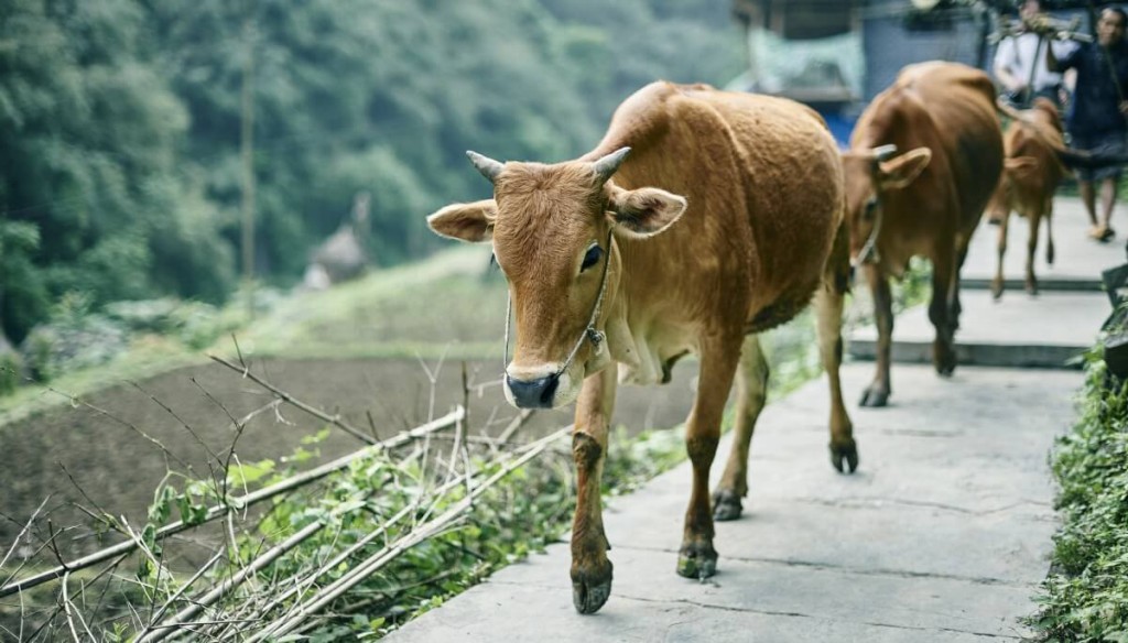 China intensifica controles en las fronteras y sacrifica animales tras un brote de fiebre aftosa