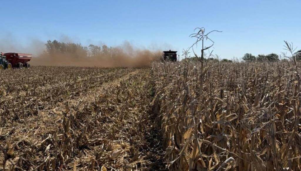Un cisne negro para el ma&iacute;z: reapareci&oacute; el carb&oacute;n de la panoja y &ldquo;hace polvo&rdquo; los rindes