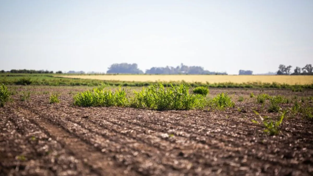 Aparece un nuevo herbicida contra malezas resistentes: clave para soja y algod&oacute;n
