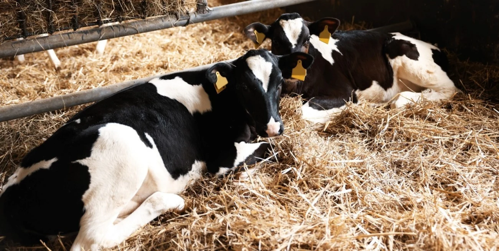 Por qu&eacute; la menor oferta de terneros est&aacute; reconfigurando el negocio ganadero